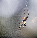 Yellow Spider on Web