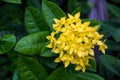 Yellow spike flower or Ixora coccinea