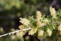 SENEGALIA GREGGII BLOOM - TWENTYNINE PALMS - 050820 B Royalty Free Stock Photo