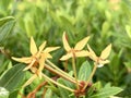 Yellow spike flowers in the morning