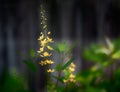 Misty Yellow Flowers