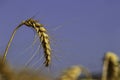 Yellow spikelet of ripe wheat close up on a background of blue sky