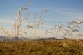 Yellow spikelets foreground with unfocused mountains background. Field landscape. Reeds against blue sky. Royalty Free Stock Photo