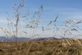 Yellow spikelets foreground with unfocused mountains background. Field landscape. Reeds against blue sky. Royalty Free Stock Photo