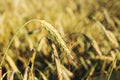 Yellow spikelets of rye on the field. Harvest grain and bread Royalty Free Stock Photo