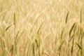 Yellow spikelets of wheat on a field close up on a sunny summer day