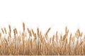 Yellow spikelets of wheat field isolated on white background. Golden autumn harvest of oats, illustration. Generative AI