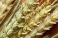 Spikelets of wheat macro photo, harvest, harvest in Ukraine