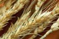 Spikelets of wheat macro photo, harvest, harvest in Ukraine