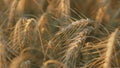 Yellow spikes sway in wind. Huge yellow field of wheat in idyllic nature in golden rays of sunset. Close up.