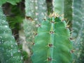 Yellow spikes on Torch Thriste (Cereus hexagonus)