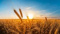 Yellow spikes of wheat Spikes of wheat against the blue sky at sunset, generated AI Royalty Free Stock Photo