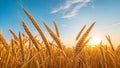 Yellow spikes of wheat Spikes of wheat against the blue sky at sunset, generated AI Royalty Free Stock Photo