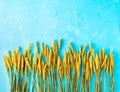 Yellow spikes of wheat on blue background imitating sky