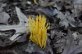 Yellow Spindle-Shaped Coral Mushrooms in Forest