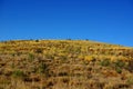 Yellow Spinifex Hills