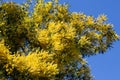 yellow splendid mimosa on tree close-up, selective focus. spring background of white acacia flowers