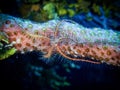 Yellow sponge brittle star on coral polyps in the Carribbean Sea, Roatan, Bay Islands, Honduras