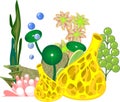 Yellow sponge, seaweed and other marine life