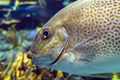 Yellow Spot rabbitfish Siganus guttatus - tropical sea fish Royalty Free Stock Photo