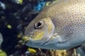 Yellow Spot rabbitfish Siganus guttatus - tropical sea fish Royalty Free Stock Photo