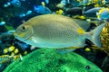 Yellow Spot rabbitfish Siganus guttatus - tropical sea fish