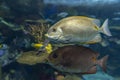 Yellow Spot rabbitfish Siganus guttatus - tropical sea fish