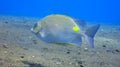 Yellow Spot Rabbitfish Siganus guttatus - tropical sea fish. Coral reef with Orange-spotted spinefoot. Close up of a Yellowspot