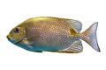 Yellow Spot rabbitfish Siganus guttatus - tropical sea fish isolated on white background.