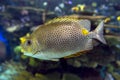 Yellow Spot rabbitfish Siganus guttatus - tropical sea fish