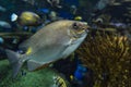Yellow Spot rabbitfish Siganus guttatus - tropical sea fish Royalty Free Stock Photo