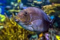 Yellow Spot rabbitfish Siganus guttatus - tropical sea fish Royalty Free Stock Photo