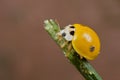 Yellow spotless ladybird Royalty Free Stock Photo