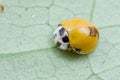 Yellow spotless ladybird Royalty Free Stock Photo