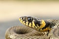 Yellow spots on grass snake head