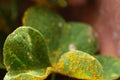 The yellow spots from oxalis rust, a fungus, on an oxalis plant Royalty Free Stock Photo