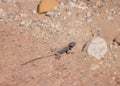 Yellow-spotted Agama, Trapelus flavimaculatus in desert in Jordan. Wild animals life Royalty Free Stock Photo