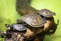 Yellow-spotted Amazon river turtle Podocnemis unifilis