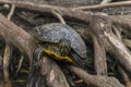 Amazon yellow spotted side neck turtle Royalty Free Stock Photo