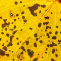 Yellow spotted autumn leaf texture Royalty Free Stock Photo