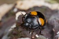 Yellow spotted black fungus beetle Royalty Free Stock Photo