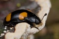 Yellow spotted black fungus beetle Royalty Free Stock Photo