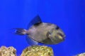 Yellow spotted or Blueline Triggerfish, Pseudobalistes fuscus swimming in blue water Royalty Free Stock Photo