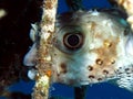 Yellow spotted burrfish