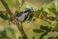 Yellow-spotted Bush Sparrow - Gymnoris pyrgita