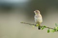 Yellow-spotted Bush Sparrow - Gymnoris pyrgita