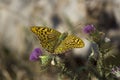Yellow spotted butterfly sits on a purple flower. south of Russia, summer