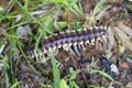 Yellow Spotted Cyanide Millipede