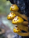 Yellow Spotted Forest Fungi Royalty Free Stock Photo