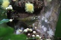 yellow-spotted honeyeater (Meliphaga notata) in rainforest, Queensland ,Australia Royalty Free Stock Photo